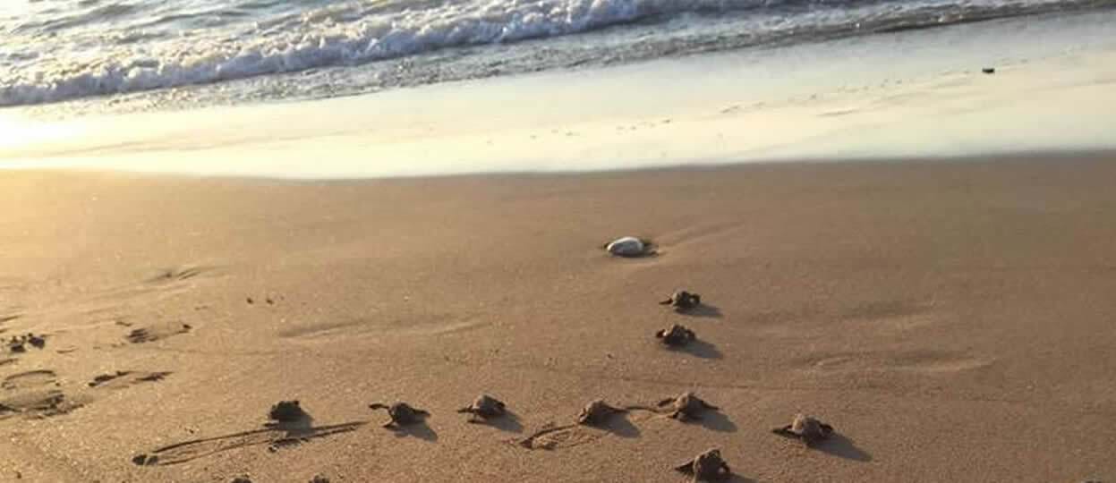 Turtles and Turtle Conservation in Cyprus