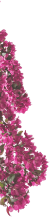 pink flowers