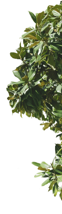 tree bush