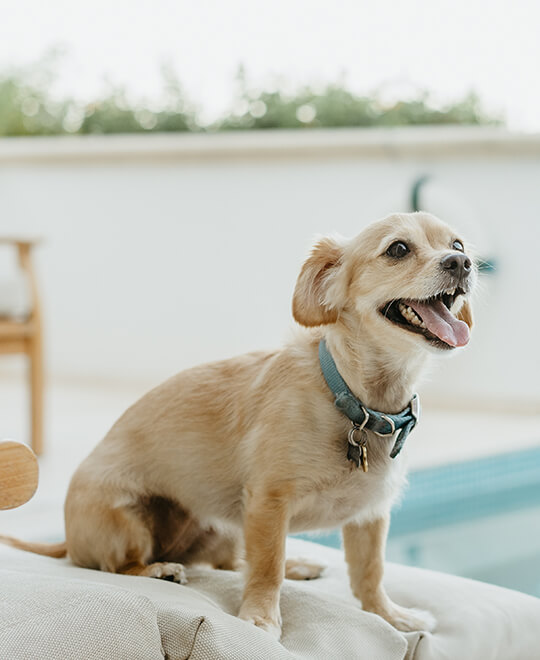Simba Animal Aid