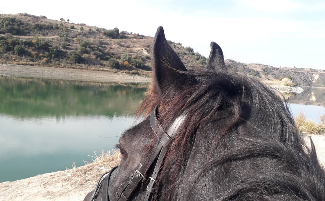 Horse Riding