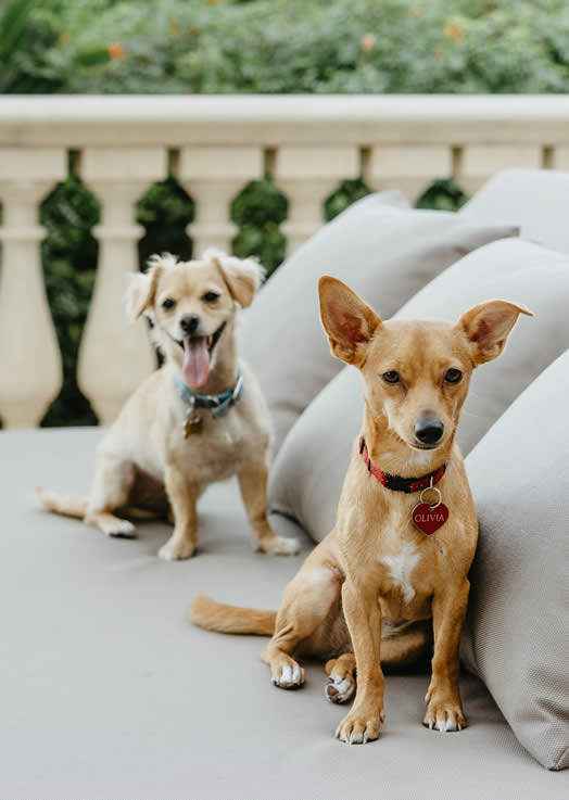 Pets at Anassa