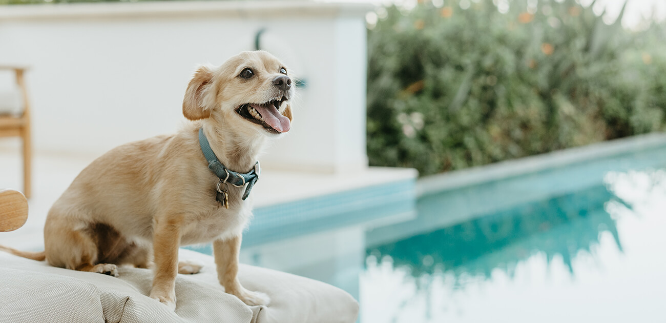 Pets at Anassa