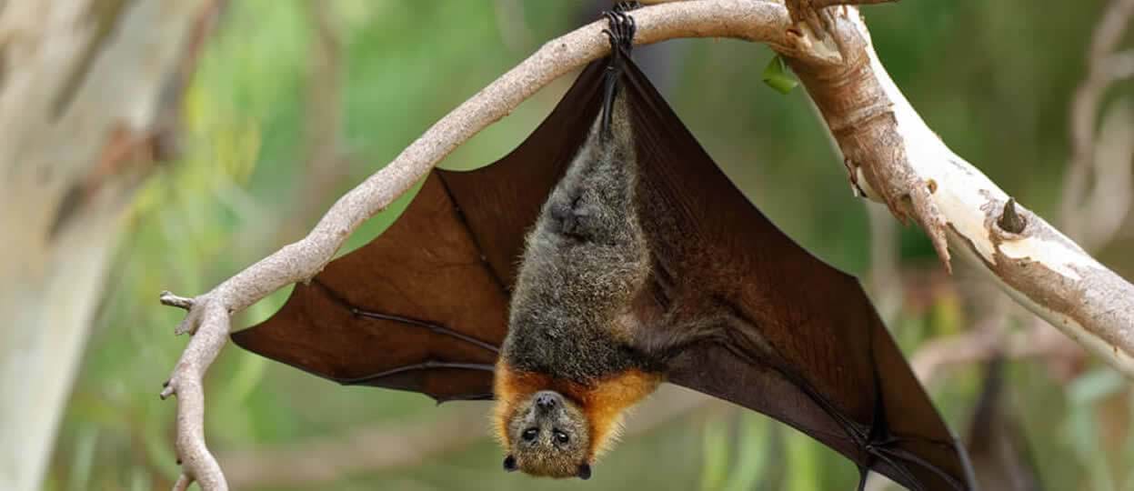 The Bats of the Akamas