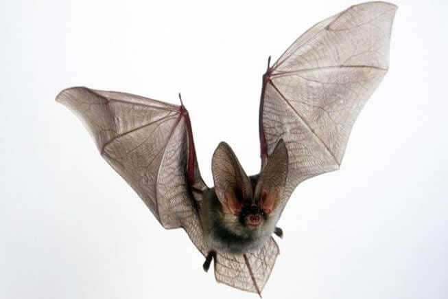 akamas bats