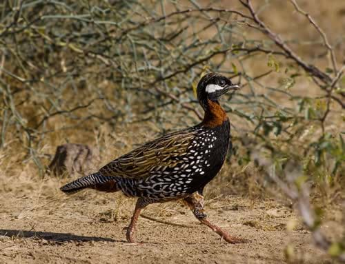 akamas birds