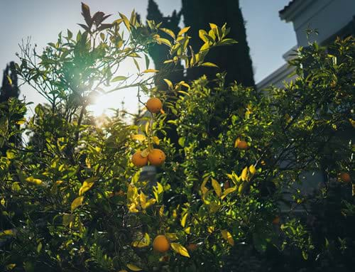 anassa gardens