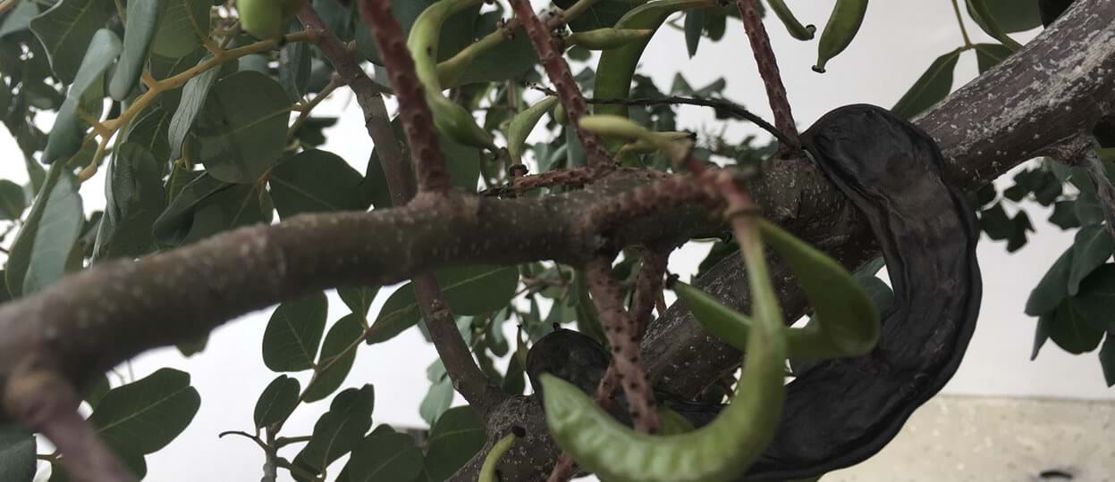 The Story of the Carob