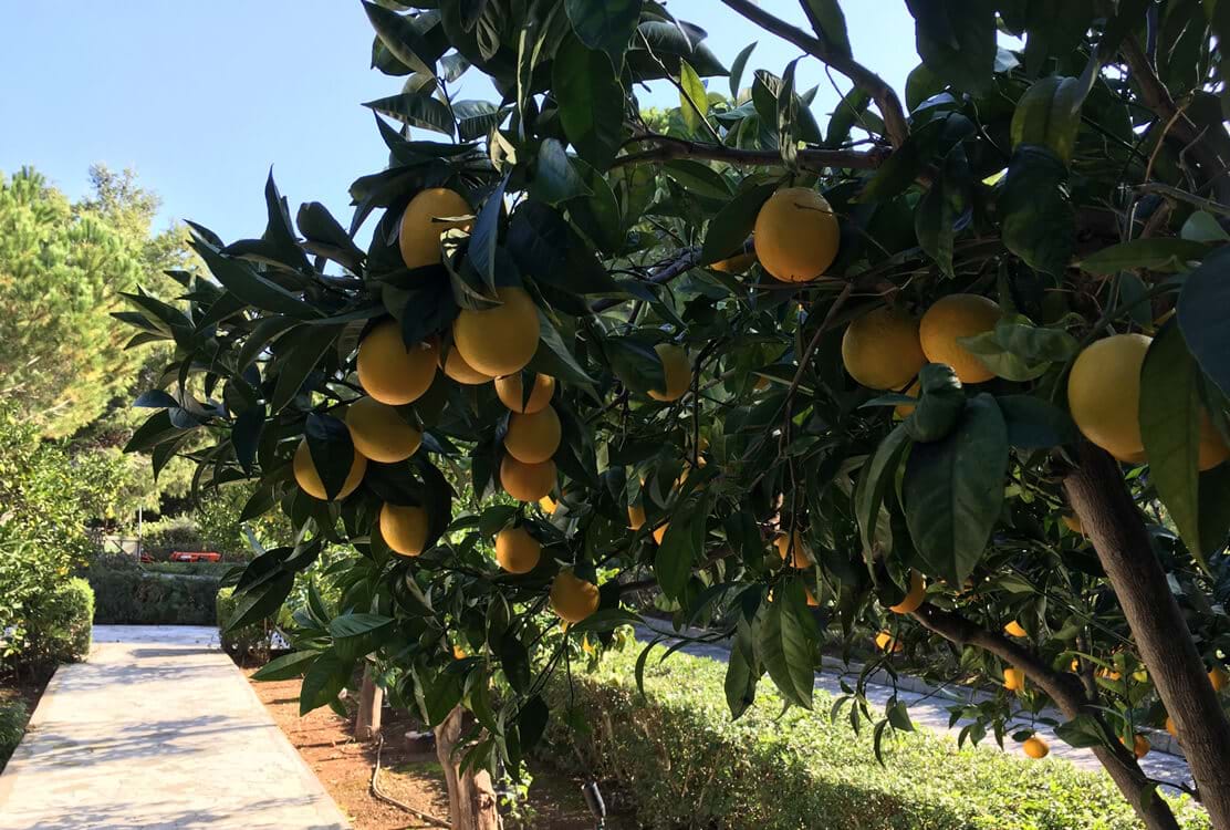 Citrus Harvest