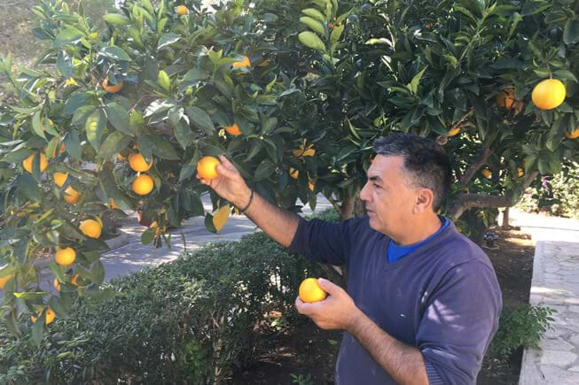 citrus harvest