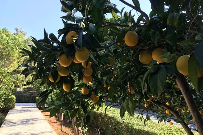 citrus harvest