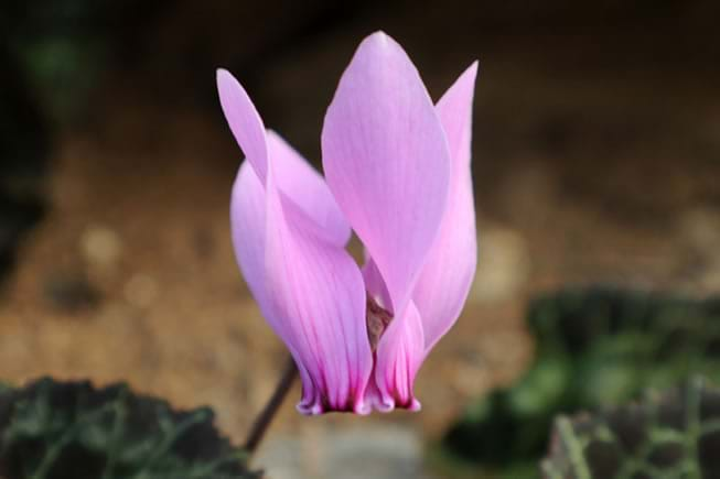 cyclamens