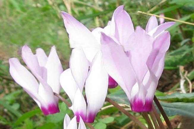 cyclamens