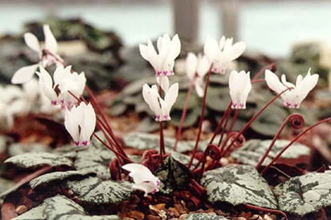 cyclamens