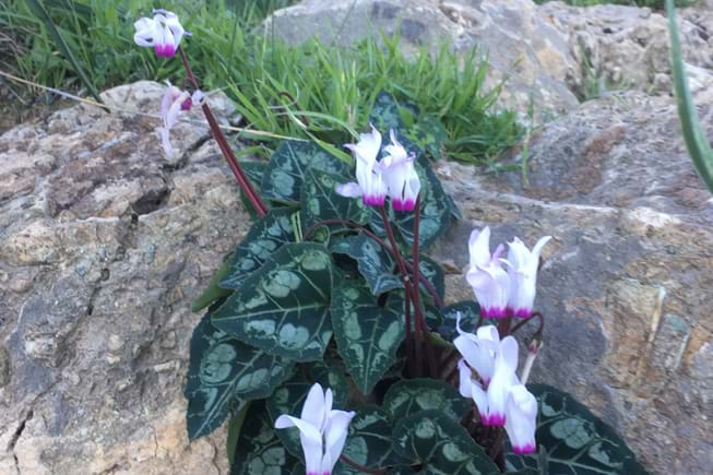 cyclamens