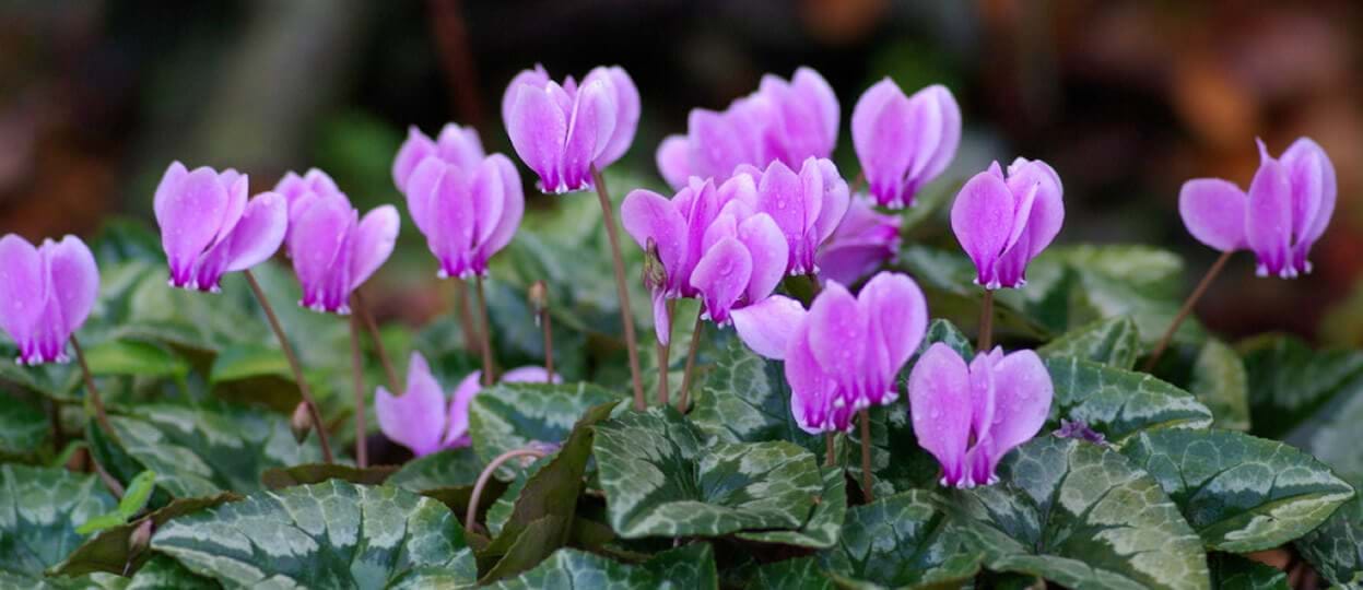 The Cyclamens of Cyprus