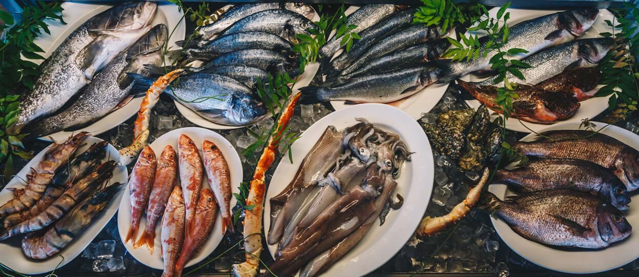 The Daily Catch—from the Sea to Your Plate