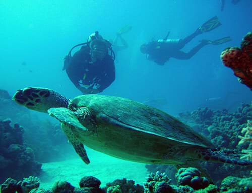 diving lovers