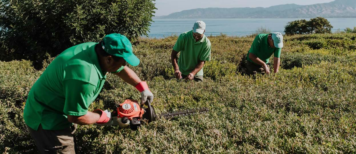 Anassa Gardeners