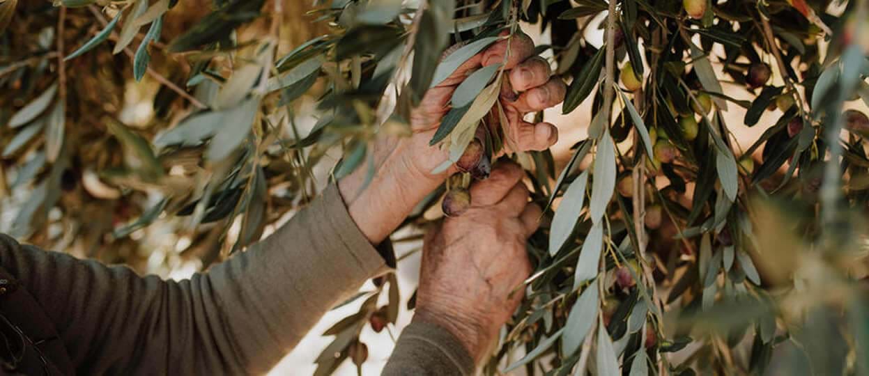 It’s Time to Harvest Olives