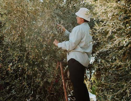 harvest