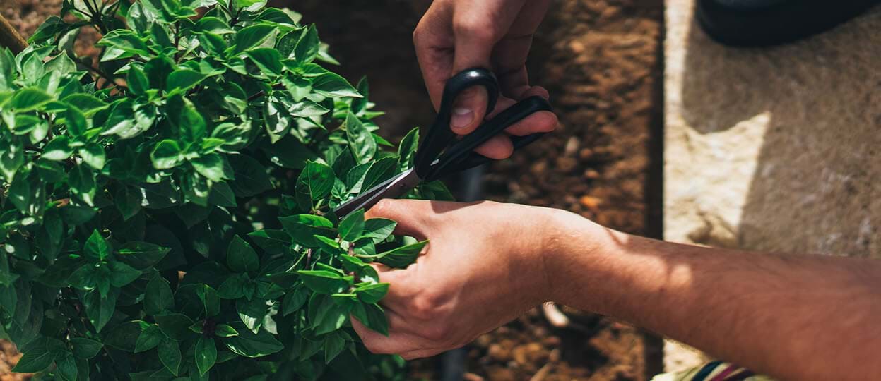 Fresh Herbs Make A World of Difference