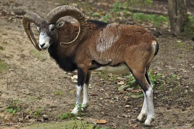 mouflon