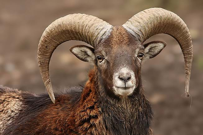 mouflon