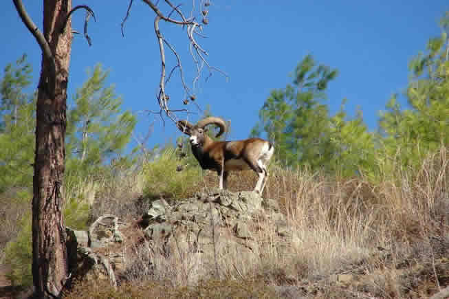 mouflon