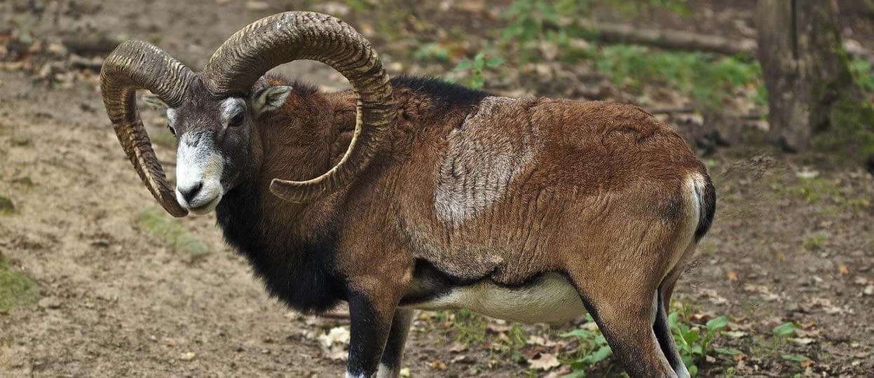 Meet the Mouflon