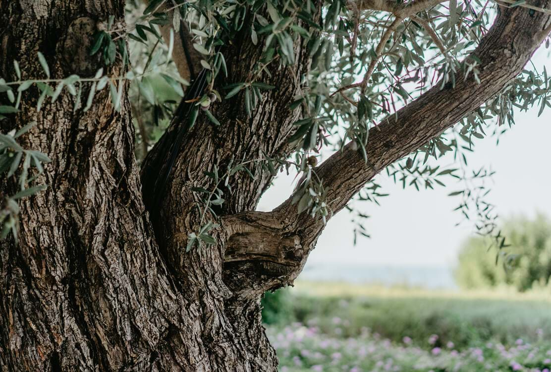 On Anassa’s Olive Grove