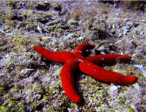 snorkeling