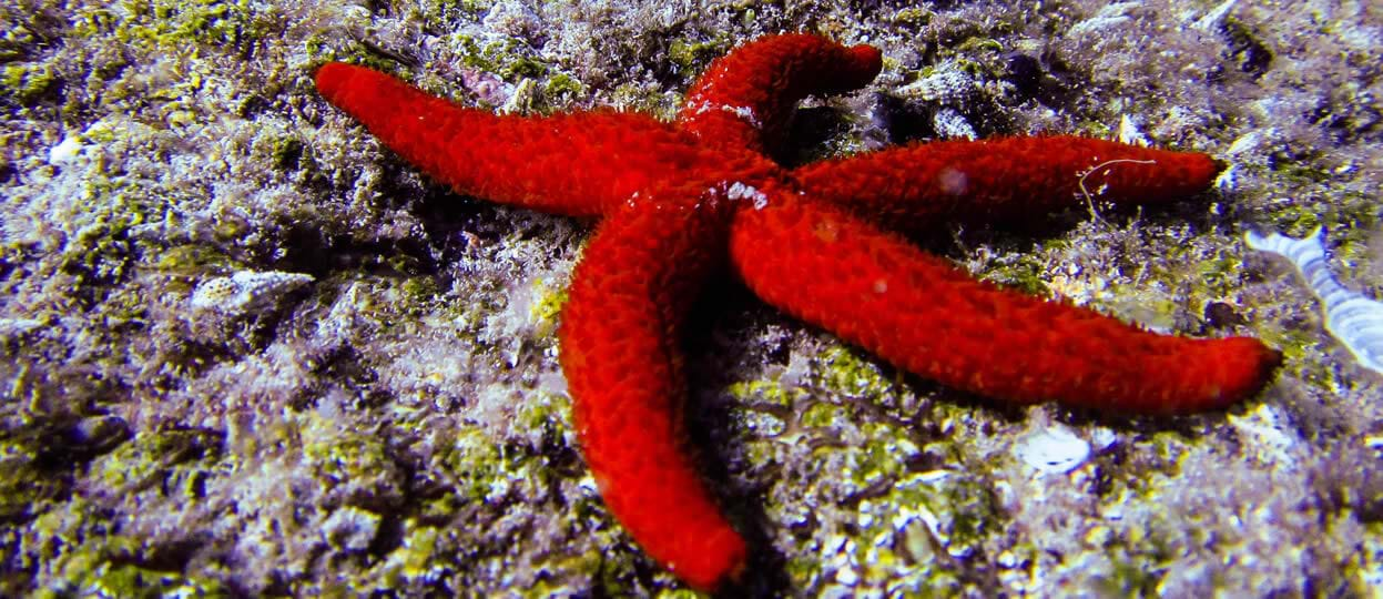 Snorkelling in Manolis Bay