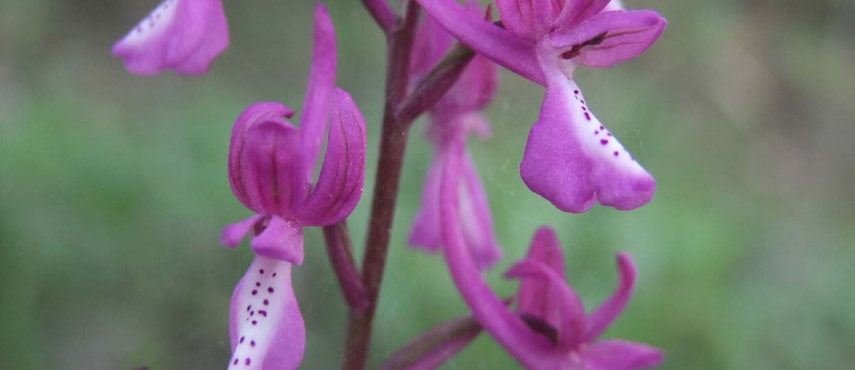 Wild Orchids