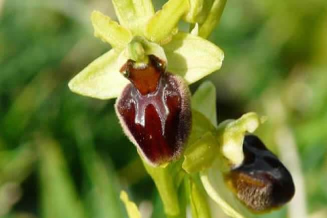 wild orchids