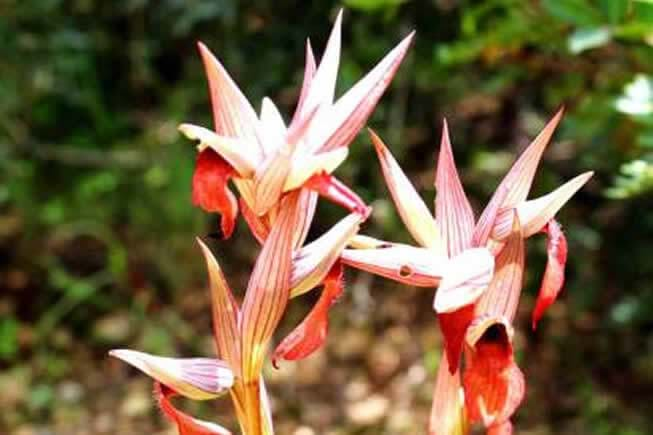 wild orchids