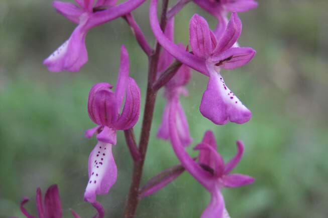 wild orchids