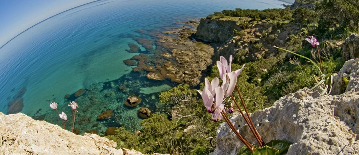 Spring Wildflowers of the Akamas Peninsula