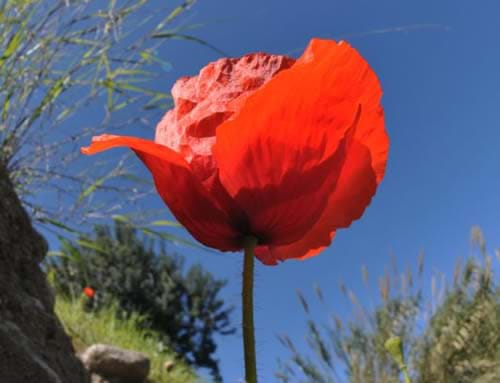 wildflowers