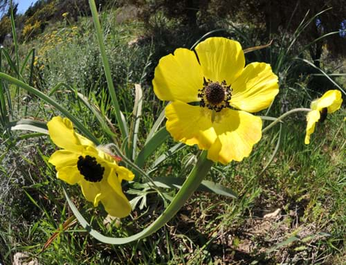 wildflowers