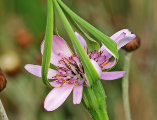 wildflowers