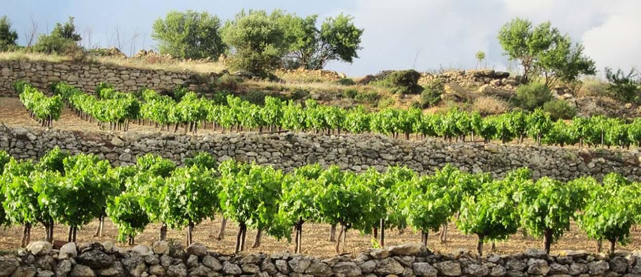 A Drive into Wine Country