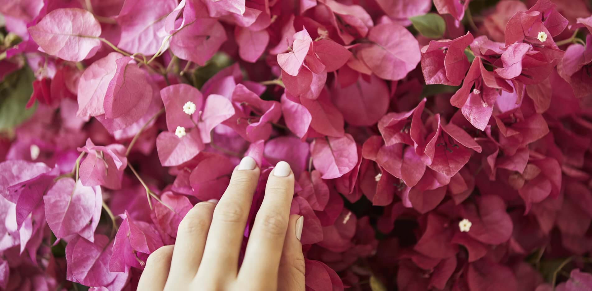Wellness Beauty