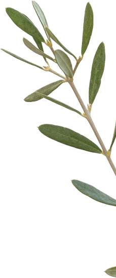 olive branch