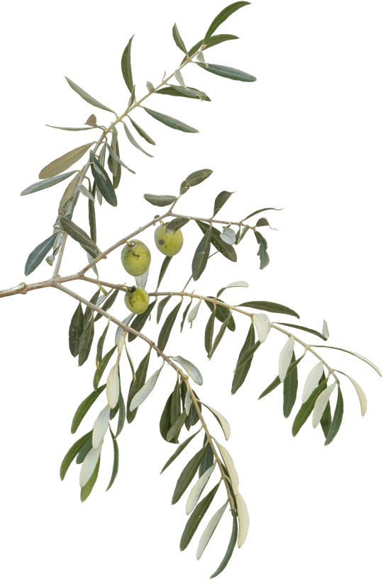 olive branch